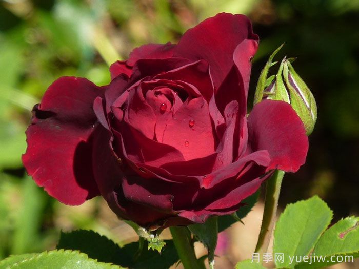 致敬芭芭拉月季/纪念芭芭拉月季(图2)