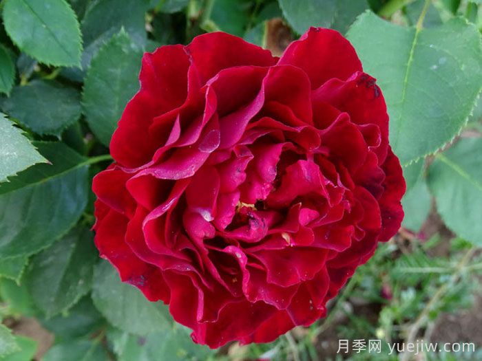 致敬芭芭拉月季/纪念芭芭拉月季(图4)