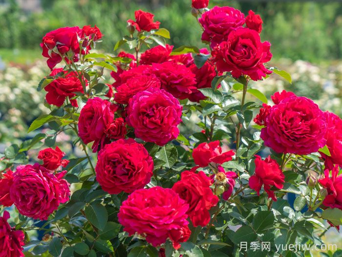 朱殷月季(图2) 朱殷月季(图2)