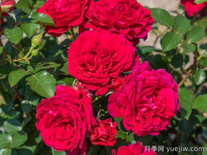 朱殷月季(图1) 朱殷月季(图1)