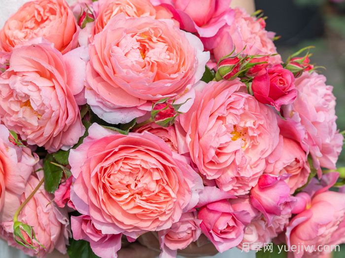 春山曲月季(图1)