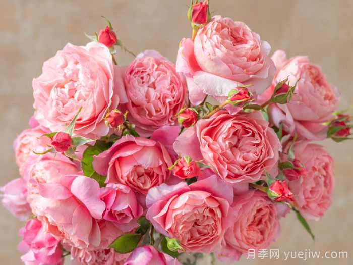 春山曲月季(图3)