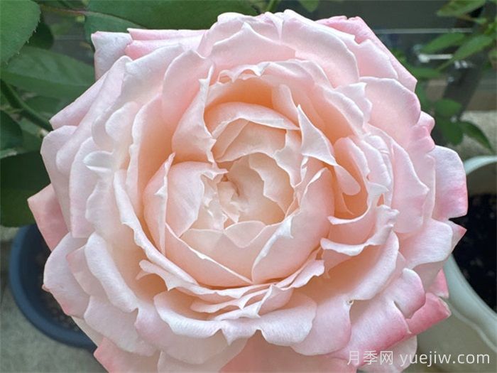 月季推荐：雪媚娘月季(图1)