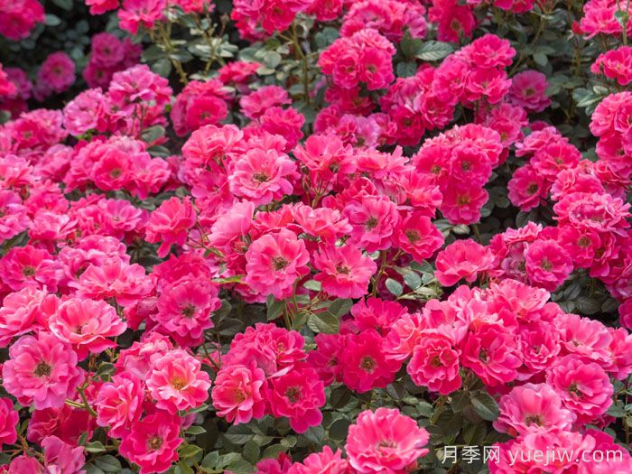 西子伊人月季(图2)