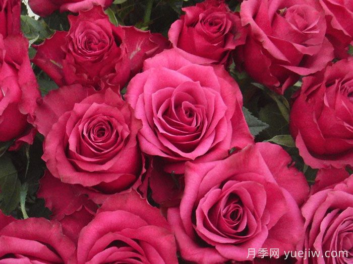 蓝莓月季(图3) 蓝莓月季(图3)