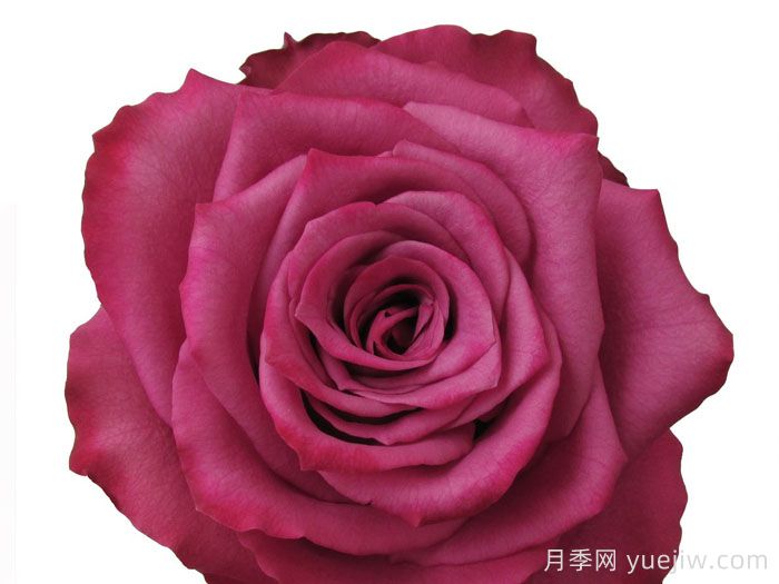 蓝莓月季(图2) 蓝莓月季(图2)