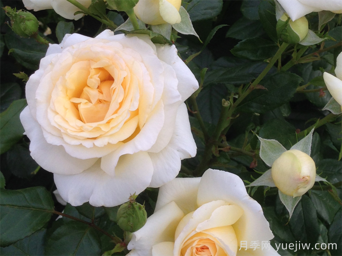 假面公主月季/安娜斯塔西娅月季(图2)