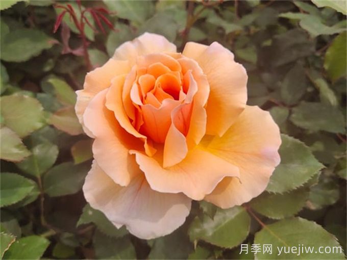 月季名人殿堂：世界上最受欢迎的19款月季品种(图8)