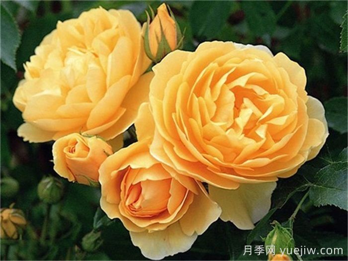 月季名人殿堂：世界上最受欢迎的19款月季品种(图14)