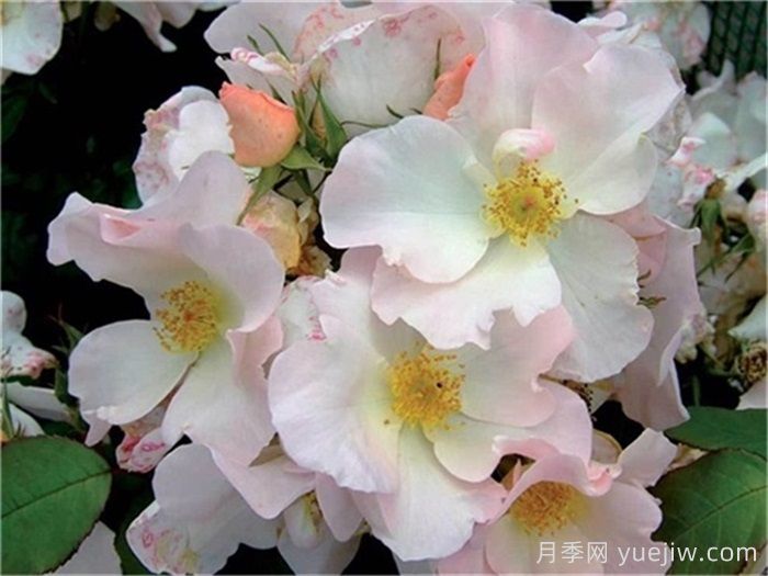 月季名人殿堂：世界上最受欢迎的19款月季品种(图15)