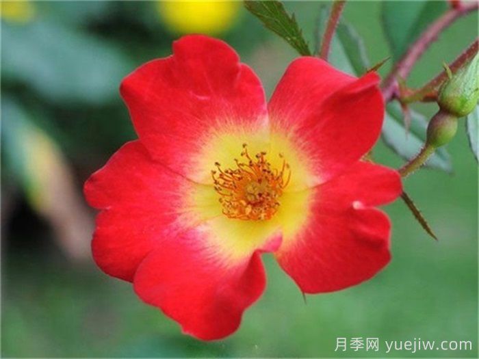 月季名人殿堂：世界上最受欢迎的19款月季品种(图16)