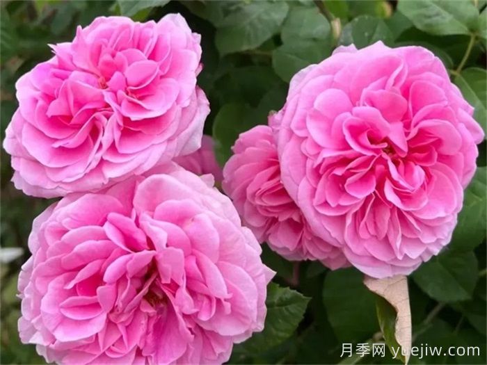 月季名人殿堂：世界上最受欢迎的19款月季品种(图19)