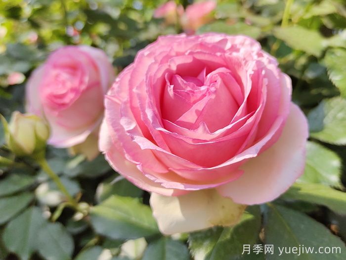 世界月季荣誉殿堂,19个月季名人堂品种大全(图1) 世界月季荣誉殿堂,19个世界月季名人堂品种大全(图1)