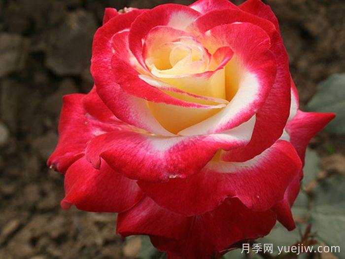 世界月季荣誉殿堂,19个月季名人堂品种大全(图2) 世界月季荣誉殿堂,19个世界月季名人堂品种大全(图2)