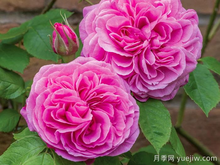 世界月季荣誉殿堂,19个月季名人堂品种大全(图3) 世界月季荣誉殿堂,19个世界月季名人堂品种大全(图3)