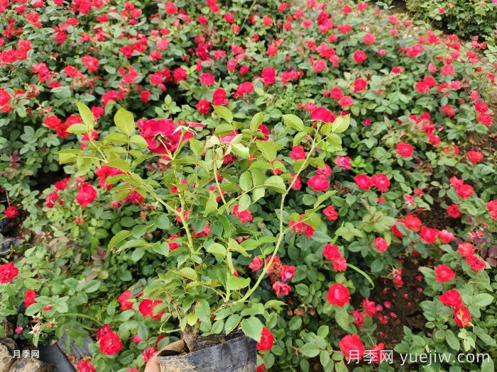 丰花月季病虫害防治方法(图1) 丰花月季病虫害防治方法(图1)