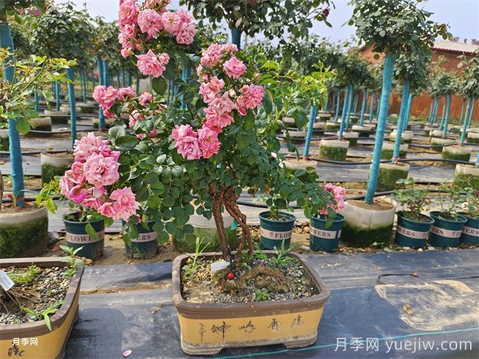 月季花的种植方法，月季花怎么养护？(图2)