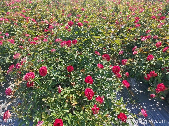 丰花月季病虫害防治方法(图2) 丰花月季病虫害防治方法(图2)