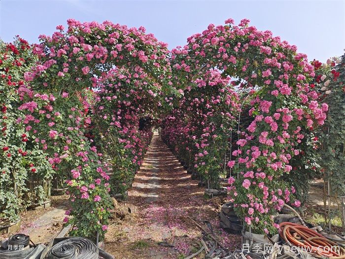 藤本月季的扦插与繁殖技术(图2)