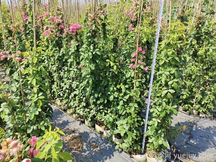 切花月季白粉病防治措施(图1)