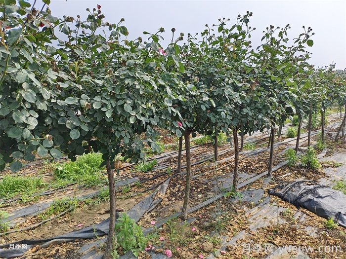 浅谈怎么栽种树状月季?(图2) 浅谈怎么栽种树状月季?(图2)