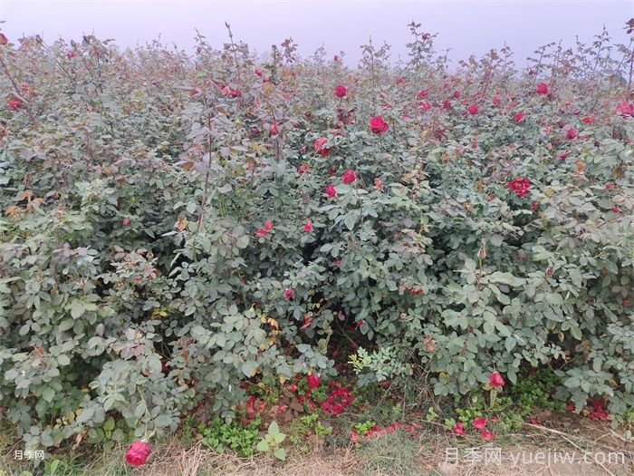 月季花冬天怎么施肥？水溶肥管用吗？(图1)