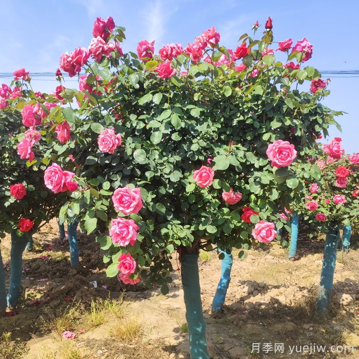 网上购买的树状月季如何养护？(图1)