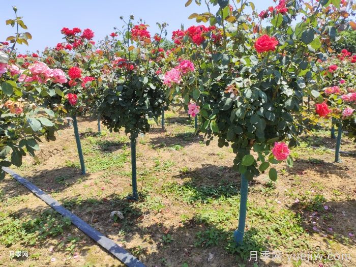 芜湖市花市树是什么?芜湖适合种月季吗?(图2) 芜湖市花市树是什么?芜湖适合种月季吗?(图2)