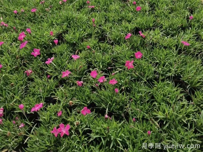 20种花境植物,提高花园逼格(图1) 20种花境植物,提高花园逼格(图1)