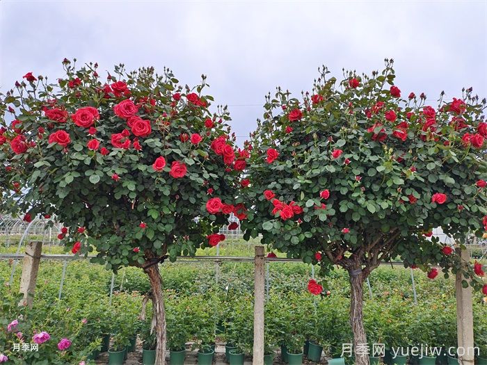 南京市花是什么?南京适合种月季吗?(图2) 南京市花是什么?南京适合种月季吗?(图2)