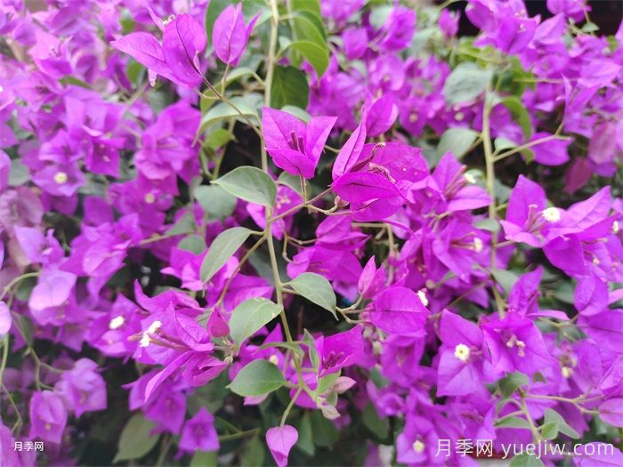 17种常见三角梅系列品种(图1) 17种常见三角梅系列品种(图1)