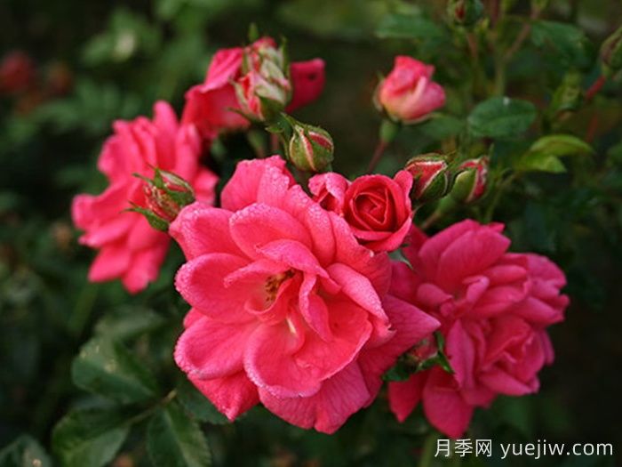 寒地玫瑰介绍和优缺点(图1) 寒地玫瑰介绍和优缺点(图1)