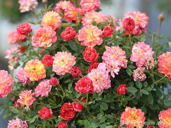 微月躲躲藏藏月季介绍和优缺点(图1) 微月躲躲藏藏月季介绍和优缺点(图1)