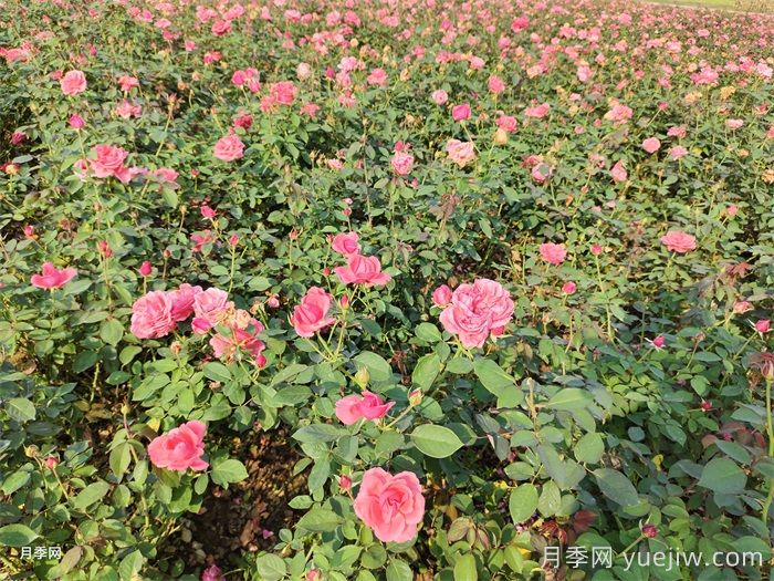 苗木叶子发黄,是缺什么肥料?(图1) 苗木叶子发黄,是缺什么肥料?(图1)