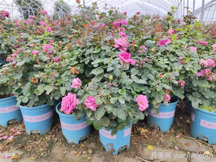 养活盆栽花卉的定根水浇法(图1) 养活盆栽花卉的定根水浇法(图1)