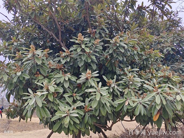 枇杷树如何成为景观实力派选手(图1)