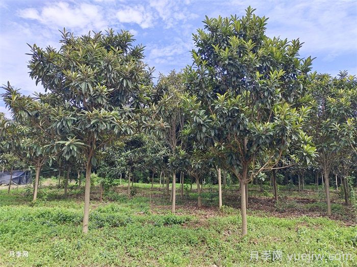 枇杷树的修剪办法关键(图1)