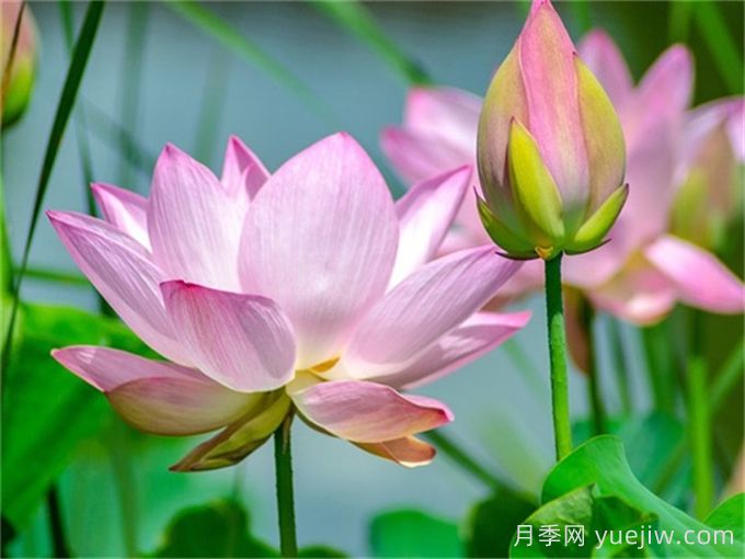 莲花与荷花有何区别?(图1) 莲花与荷花有何区别?(图1)