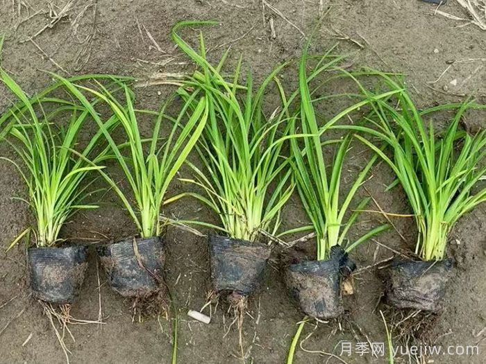 萱草的品种特性与园林应用配置价值(图2)