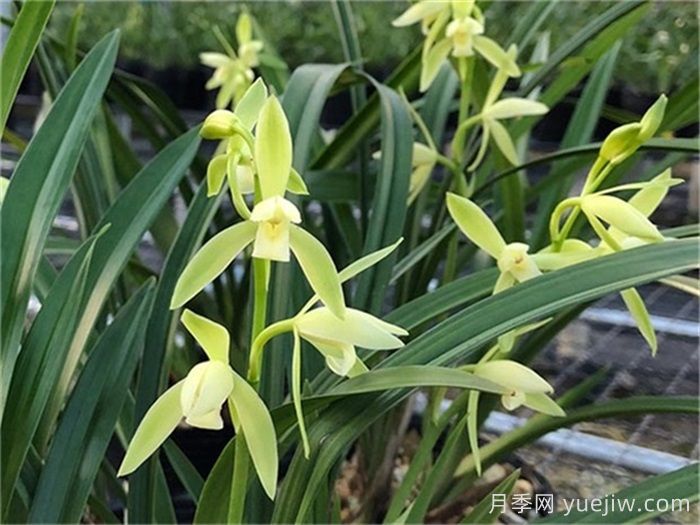 秋季兰草花的病虫害防治(图1) 秋季兰草花的病虫害防治(图1)