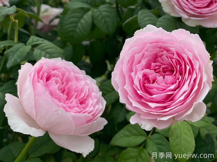 玉环鸣月季(图1)