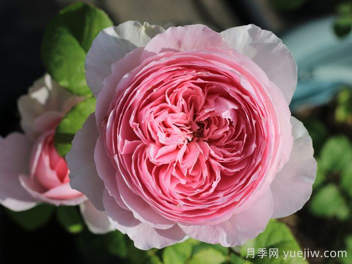 玉环鸣月季(图2)