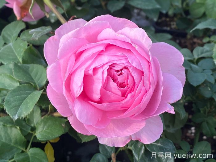 玉环鸣月季(图3)