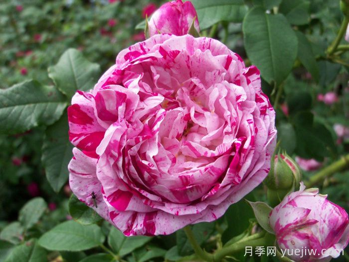 抓破美人脸月季/撕破美人脸/斑纹博洛尼亚(图1)