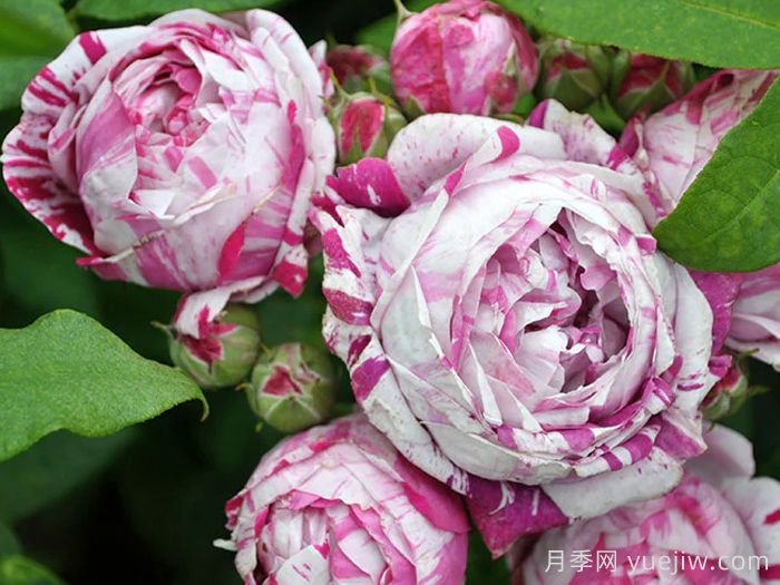 抓破美人脸月季/撕破美人脸/斑纹博洛尼亚(图2)