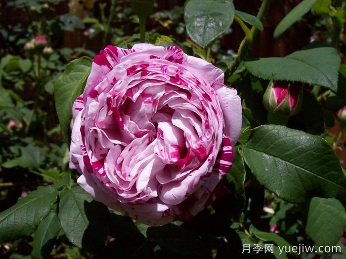 抓破美人脸月季/撕破美人脸/斑纹博洛尼亚(图3)