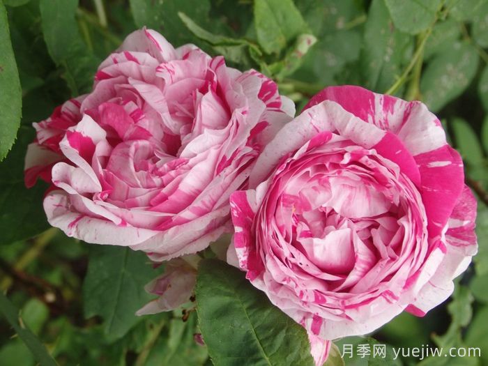 抓破美人脸月季/撕破美人脸/斑纹博洛尼亚(图4)