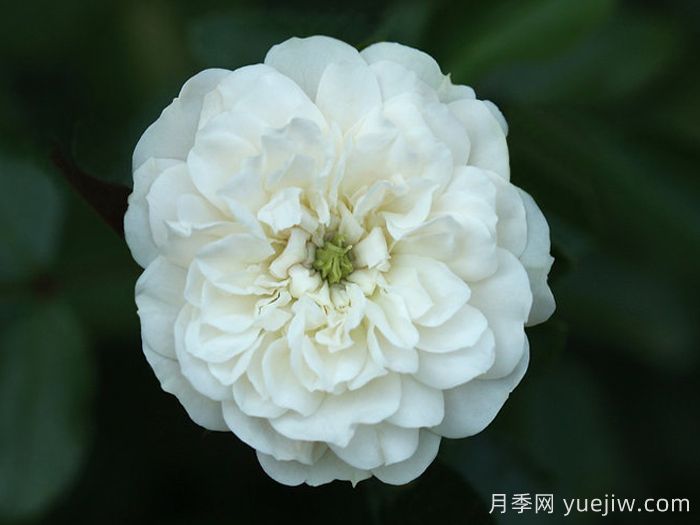 绿冰月季(图4)