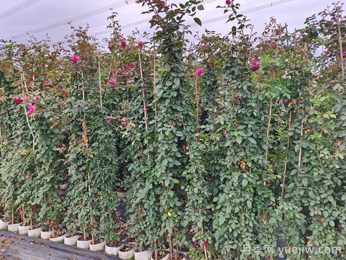 秋季月季苗木栽植五不宜,园林工程需注意(图2) 秋季月季苗木栽植五不宜,园林工程需注意(图2)