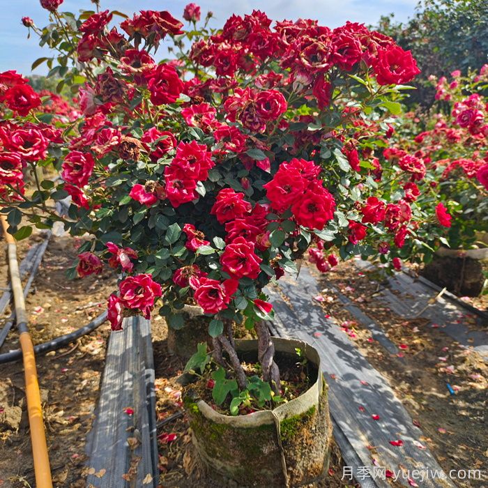 如何使月季多开花？(图1)